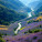 Landscapes