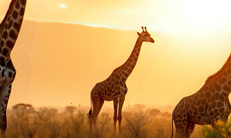Images from the Animal World