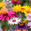 Plants & Flowers
