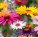 Plants & Flowers